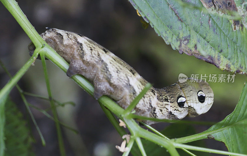 象鹰蛾(Deilephia elpenor)毛虫